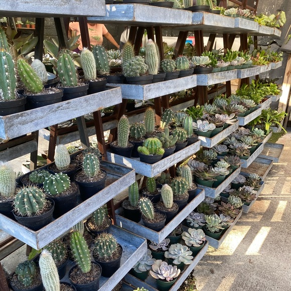 Meet your Posher, Liv - Picture 6 of 12